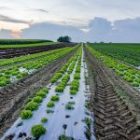 Can zoning arrest productivity decline in agriculture?